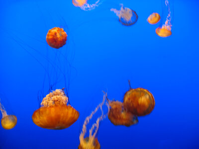 Jellyfish Water Background photo