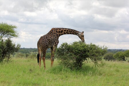 Giraffe wild animal safari photo