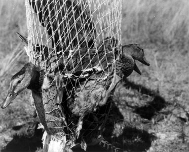 Historical Waterfowl Survey-3