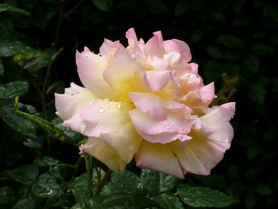 Flower pink rose nature