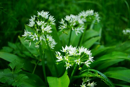 Plant white allium ursinum