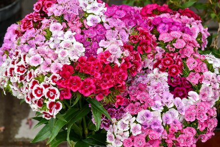 Carnation cluster flora photo