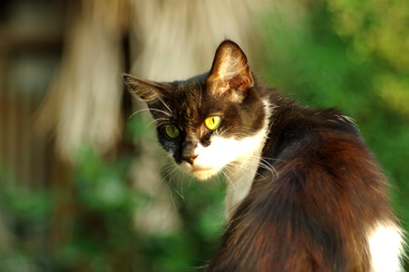 25 Cat