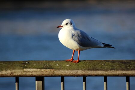 Seagull river bird