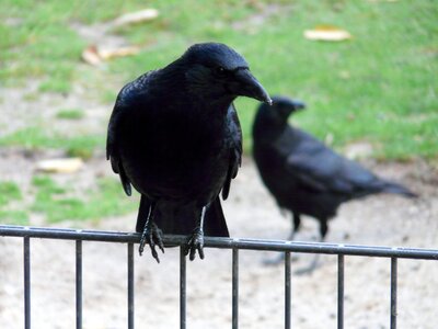 Raven bird songbird corvidae photo