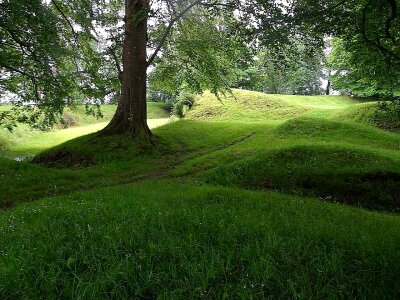 Grass Plants greenery park