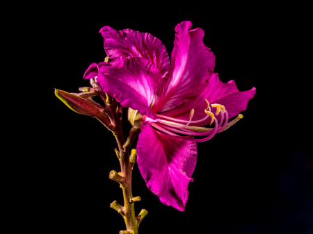 Flower purple bright