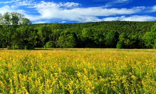 Agriculture Brassicaceae cloud photo