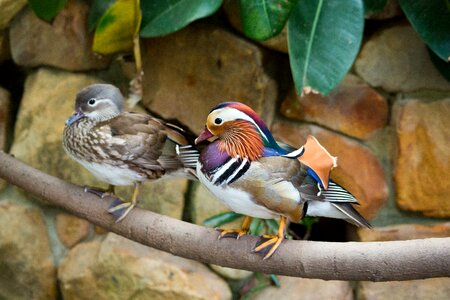 Colourful vibrant feathers photo