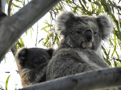 Koalas photo