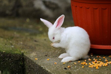 Adorable white rabbit