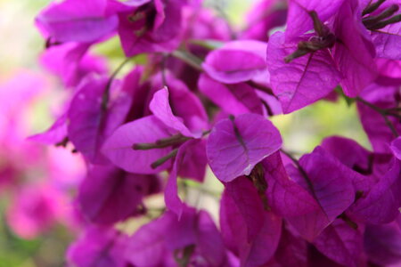 Closeup Of Purple Leaves