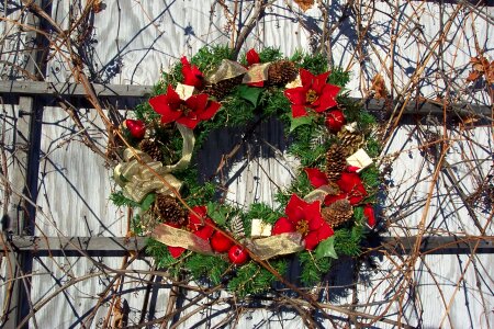 Poinsettias christmas winter