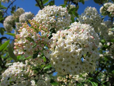 Flora blooming inflorescene