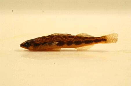 Percina maculata-2