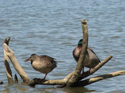 Ducks park 