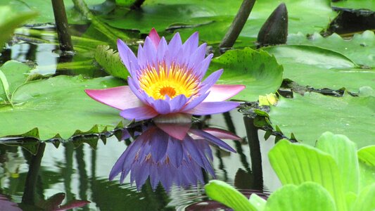 Aquatic plant nymphaeaceae violet