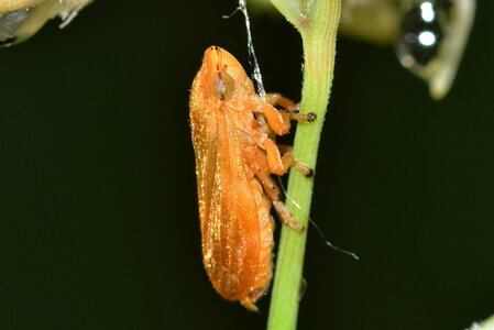 Insects hemiptera eurymela