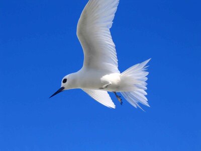 Bird curious overhead