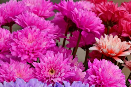 Bouquet chrysanthemum pink photo