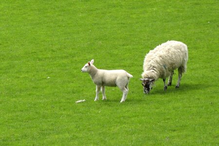 Meadow grazing graze photo