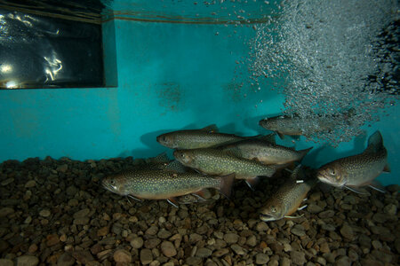 Brook trout-2