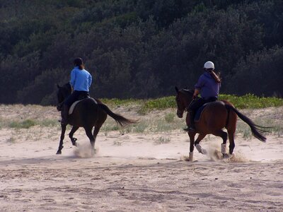 Horse promenade 