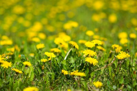 Weeds flowers flora photo