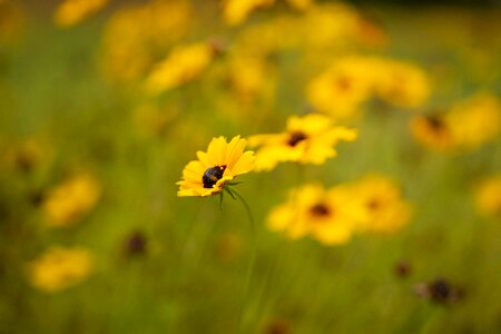 Animal bee blossom photo