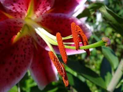 Flower pollen macro