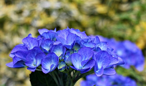 Beautiful Flowers blooming blossom