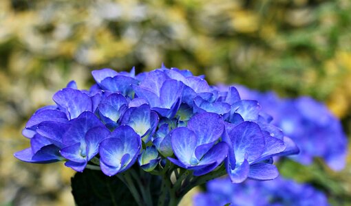 Beautiful Flowers blooming blossom photo