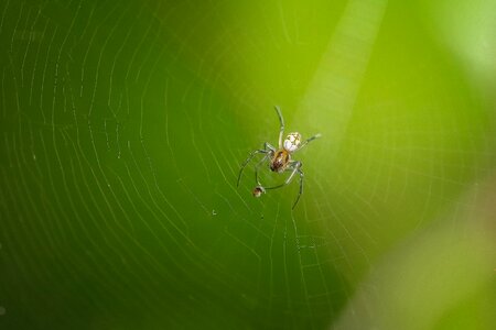 Spider web photo