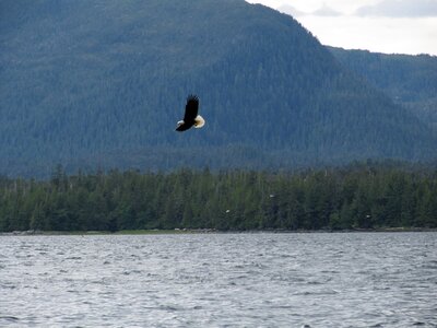 Bird of prey flying eagle flying