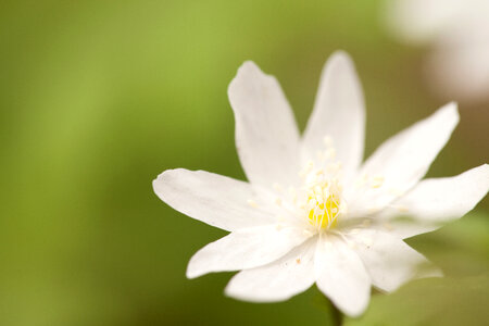 spring flower
