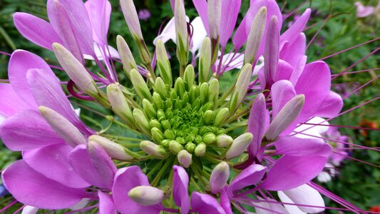 Flower blossom bloom