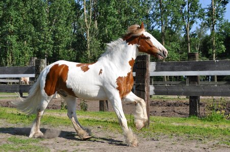Horses animal stallion photo