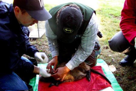 Tagging Nutria with Radio Telemetry Devices photo