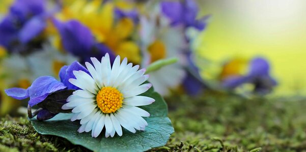 Beautiful beautiful flowers biology