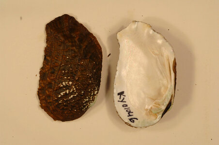 Tritogonia verrucosa-1
