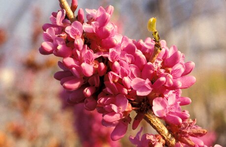Blossoming chinese flora photo