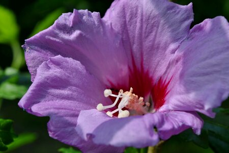 Ants flower garden purple