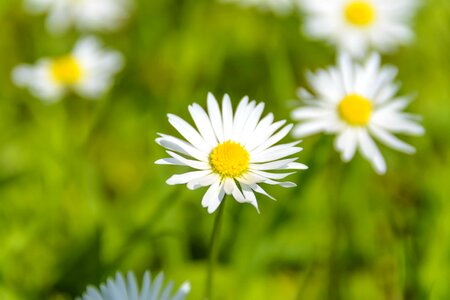 Beautiful Flowers bloom blooming photo