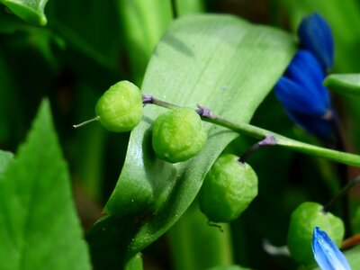 Scilla campanulata hyacinthoides hispanica bell blue star