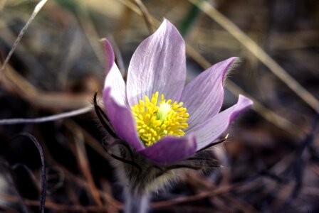 Pasqueflower wildflower