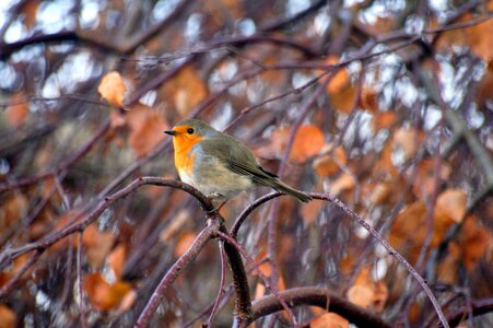 Animals nature bird photo