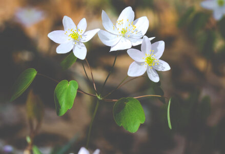 White Flowers in Spring Free Photo photo