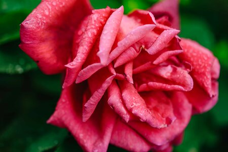 Dew moisture roses