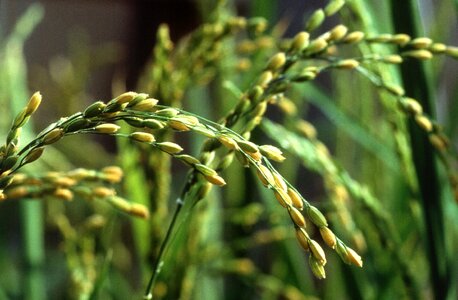 Close close-up plant
