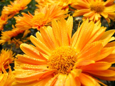 Beautiful beautiful flowers biology